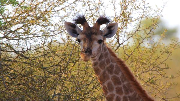 Giraffe Ears Spotted Wallpaper