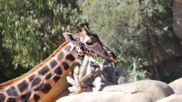 Giraffe Face Spotted Wallpaper