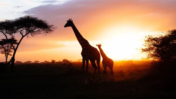 Giraffes Silhouettes Cub Wallpaper