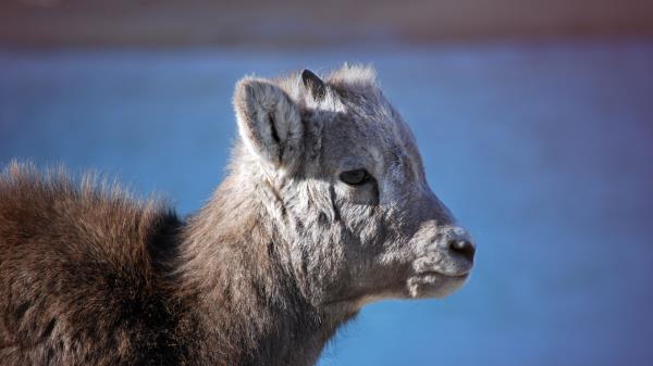 Goat Cub Muzzle Wallpaper