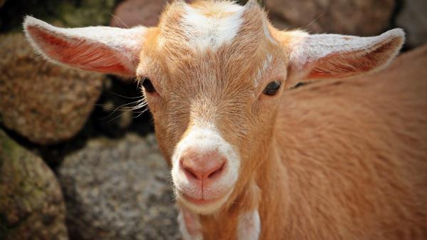 Goat Face Young Wallpaper