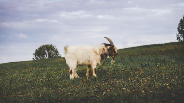 Goat Field Grass Wallpaper