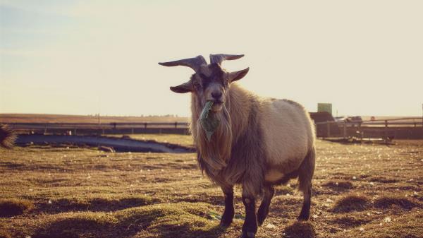 Goat Grass Food Wallpaper