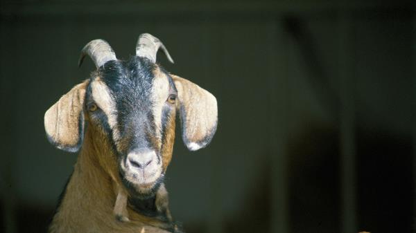 Goat Horns Hooves Wallpaper