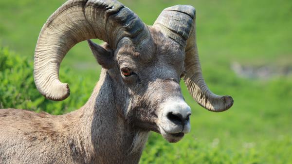 Goat Horns Muzzle Wallpaper