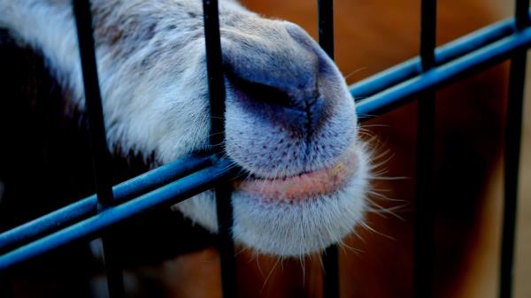 Goat Mouth Nose Wallpaper