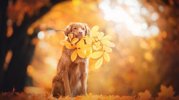Golden Retriever Autumn Leaves Foliage Wallpaper