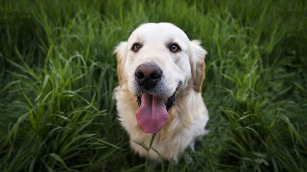 Golden Retriever Dog Muzzle Wallpaper
