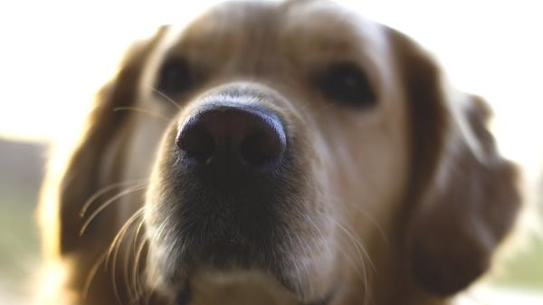 Golden Retriever Dog Nose Blurred Wallpaper
