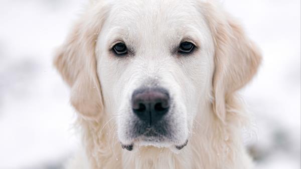 Golden Retriever Dog White Wallpaper