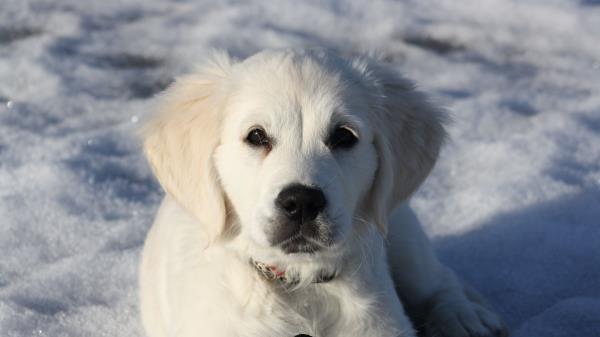 Golden Retriever Puppy White Snow Winter Wallpaper