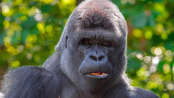 Gorilla Black Primate Wallpaper