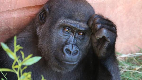 Gorilla Monkey Primate Wallpaper