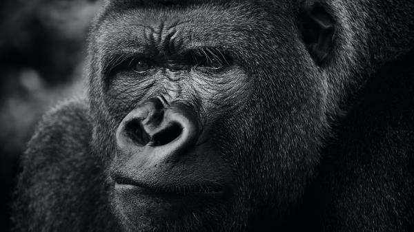 Gorilla Primate Animal Wallpaper