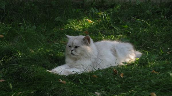 Grass Cat Furry Lying Fat Wallpaper