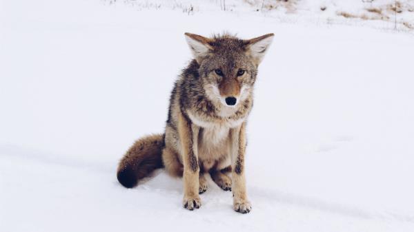 Gray Fox Snow Predator Wallpaper