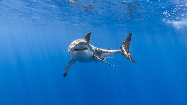 Great White Shark Underwater Hd Wallpaper