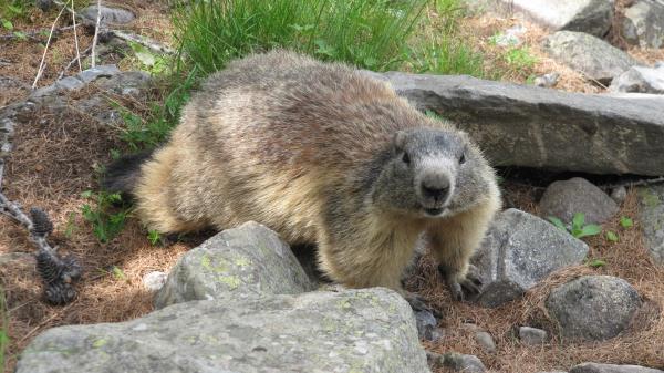 Groundhog Rocks Grass Animal Wallpaper