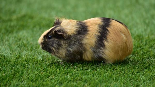 Guinea Pig Grass Rodent Wallpaper
