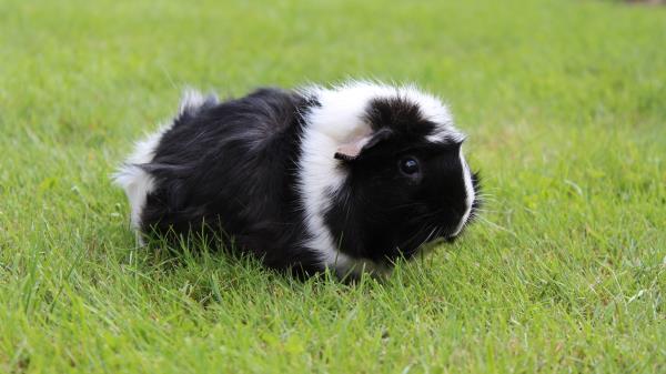 Guinea Pig Grass Walk Rodent Shaggy Wallpaper