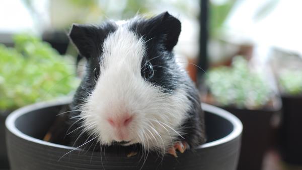 Guinea Pig Muzzle Look Beautiful Wallpaper