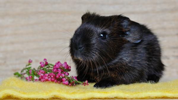 Guinea Pig Rodent Black Wallpaper