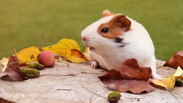 Guinea Pig Rodent Foliage Autumn Wallpaper