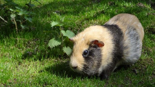 Guinea Pig Rodent Striped Grass Wallpaper