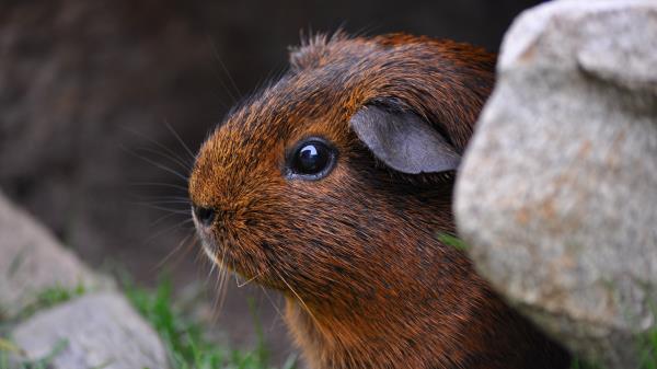 Guinea Pig Sitting Rodent Wallpaper