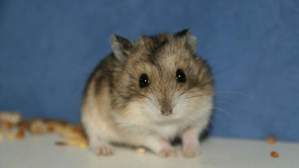 Hamster Baby Blur Wallpaper