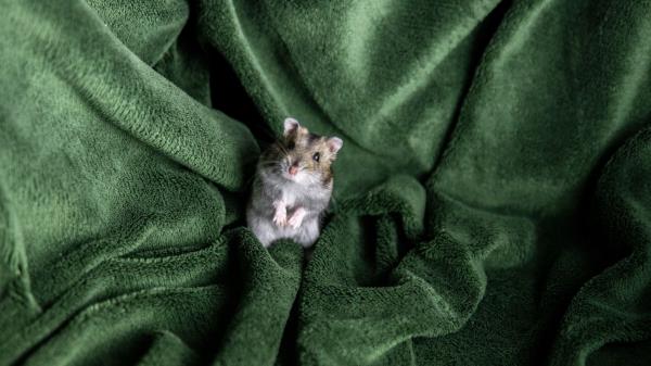 Hamster Blanket Pet Wallpaper