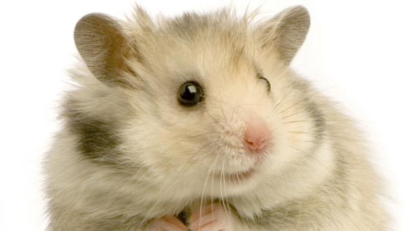 Hamster Rodent Feathers White Background Wallpaper