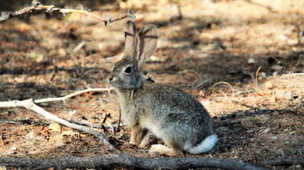 Hare Animal Fluffy Wallpaper