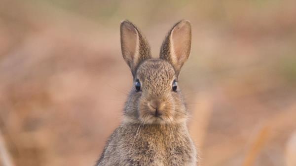 Hare Cute Funny Wallpaper