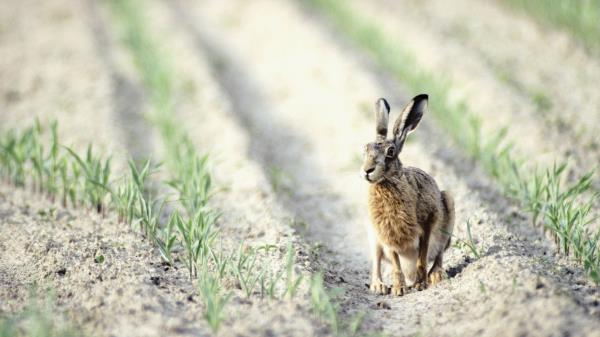 Hare Field Crop Wallpaper