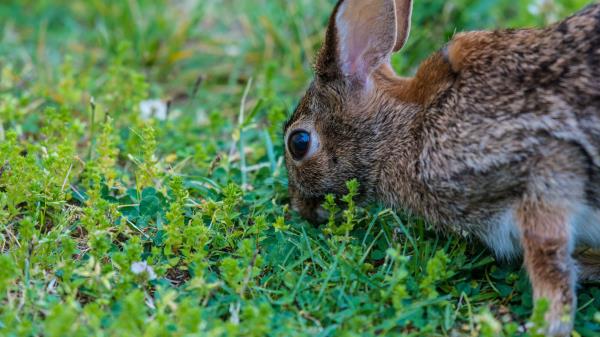 Hare Grass Food Eyes Wallpaper