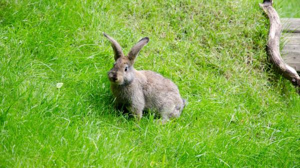 Hare Grass Walk Wallpaper