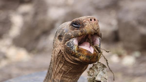 Head Food Love Turtle Wallpaper
