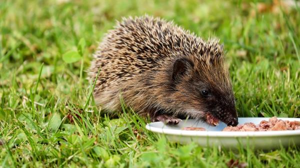 Hedgehog Dish Food Grass Wallpaper
