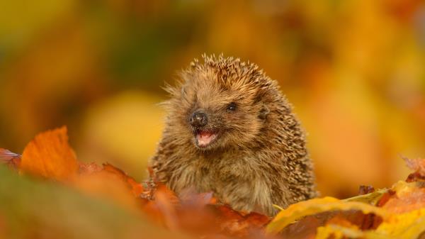 Hedgehog Foliage Autumn Funny Wallpaper