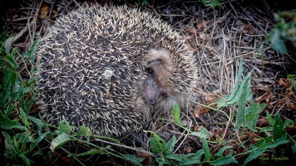 Hedgehog Grass Fall Nose Wallpaper