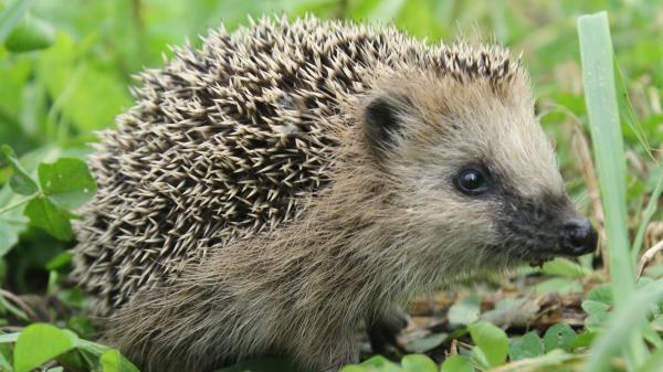 Hedgehog Grass Muzzle Spikes Wallpaper