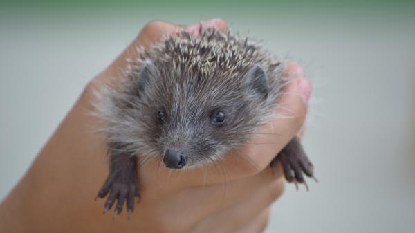 Hedgehog Hand Spines Wallpaper