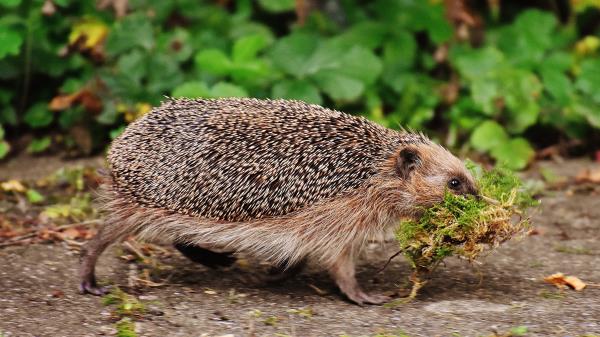 Hedgehog Moss Walk Thorns Wallpaper