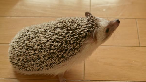 Hedgehog Prickles Curiosity Wallpaper