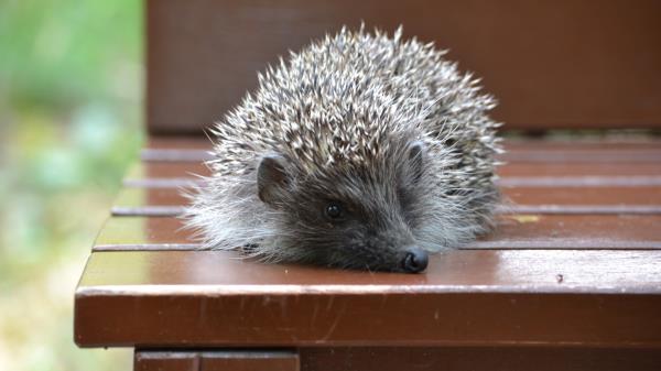 Hedgehog Sit Thorns Wood Wallpaper