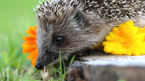Hedgehog Spines Flower Wallpaper