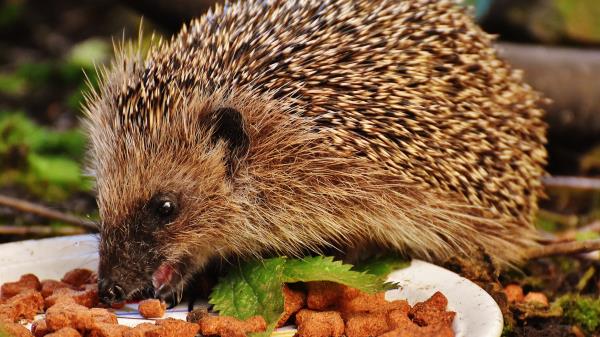 Hedgehog Spines Food Wallpaper