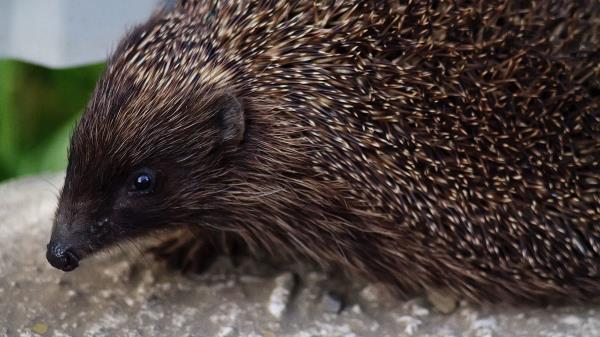 Hedgehog Thorns Muzzle Wallpaper
