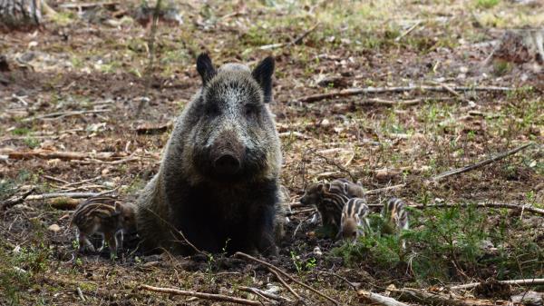 Hog Boar Wild Wood Wallpaper